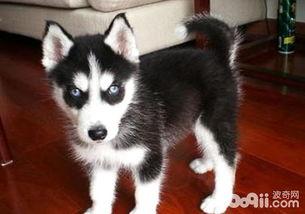 哈士奇皮肤爆料视频下载,视频爆料背后的惊人真相