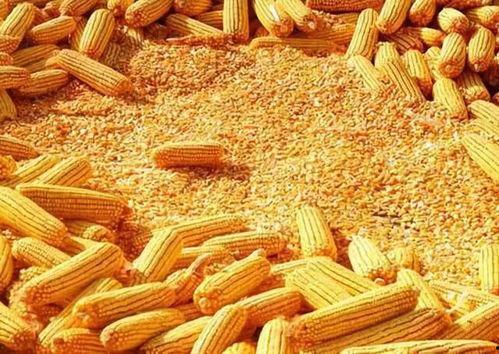 速食玉米爆料视频大全图片,视频大全图片解析背后的真相