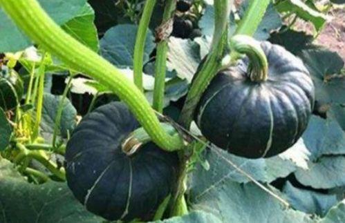 可以吃网红瓜的群,跟随潮流，畅享网络美食盛宴