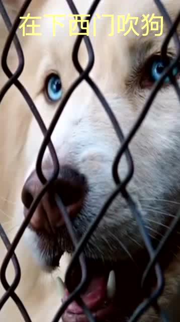 紫狗爆料原视频,揭秘原视频背后的惊人真相