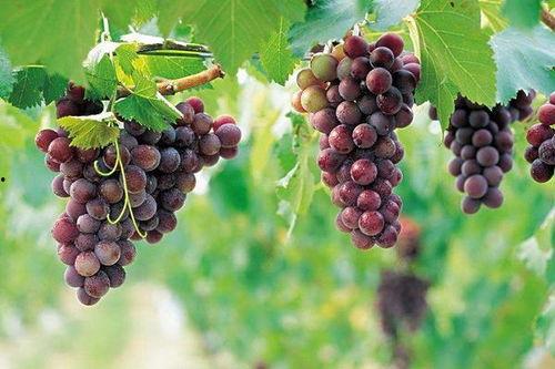 网红吃瓜葡萄图片高清,高清美图揭秘甜蜜诱惑